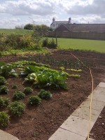 /album/cherrytree-allotment/before-the-new-greenhouse-jpg/